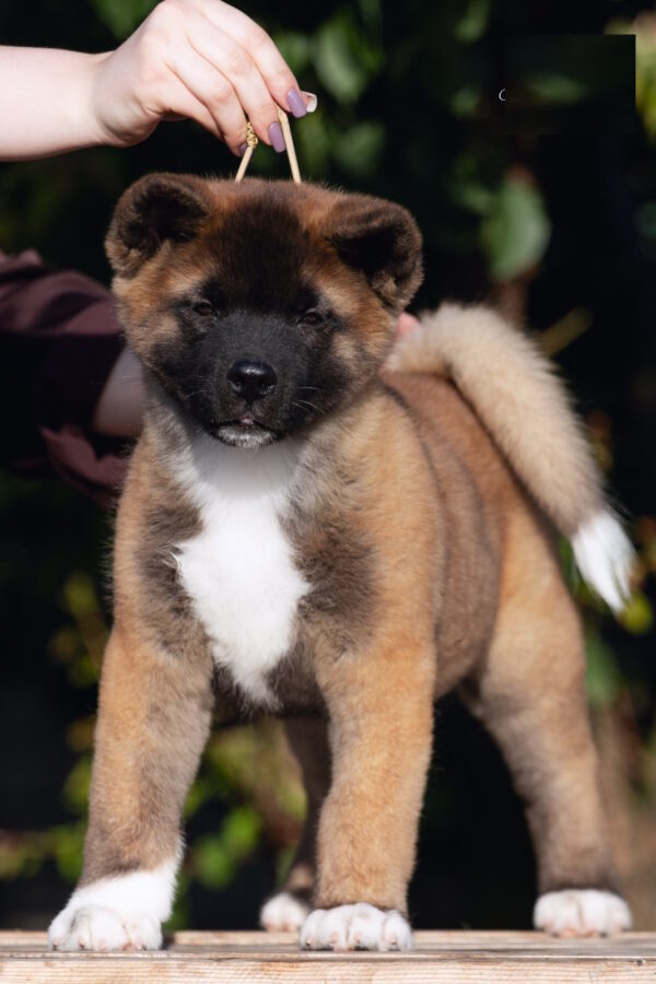 Duncan American Akita
