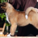 Duncan-male-American-Akita-puppy-for-sale-1 (5)