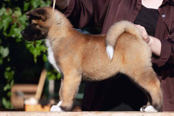 Duncan American Akita