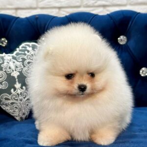 Eda Pomeranian