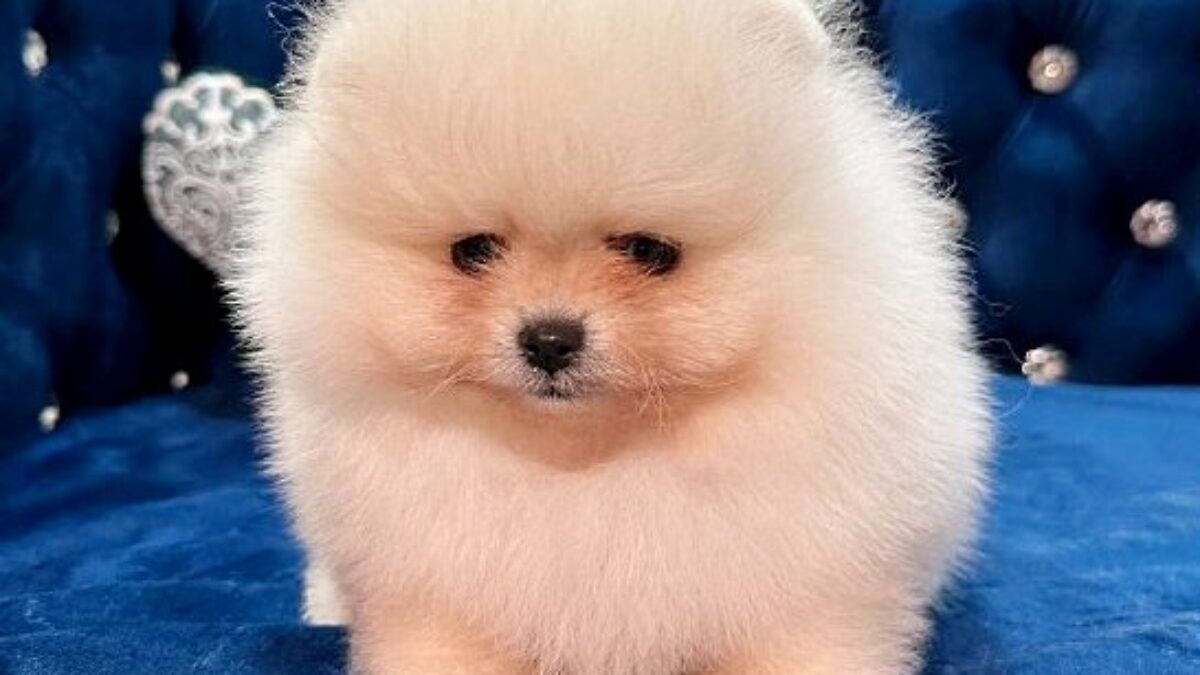 Pomeranian Cute Dog Price Pomeranian Puppies For Sale Healthy