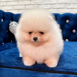 Eda Pomeranian