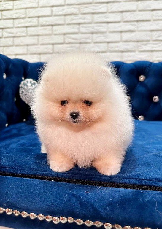 Eda Pomeranian