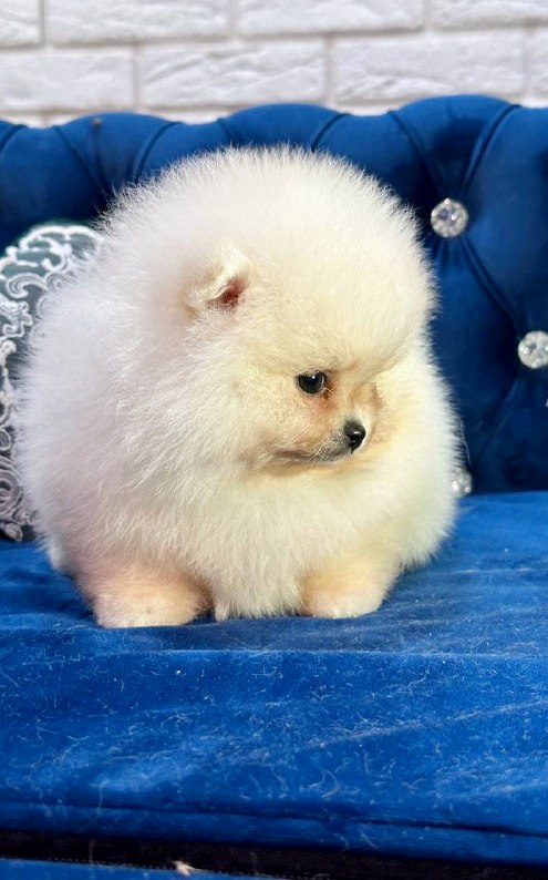Eda Pomeranian