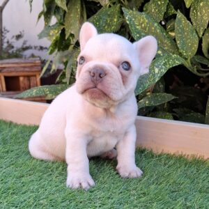 Edison French Bulldog