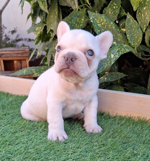 Edison French Bulldog