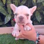 Edison-male-French-Bulldog-puppy-for-sale-1 (2)