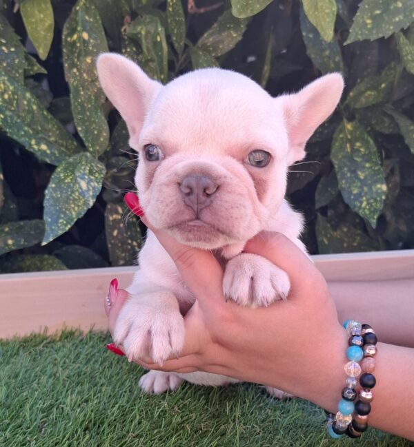 Edison French Bulldog