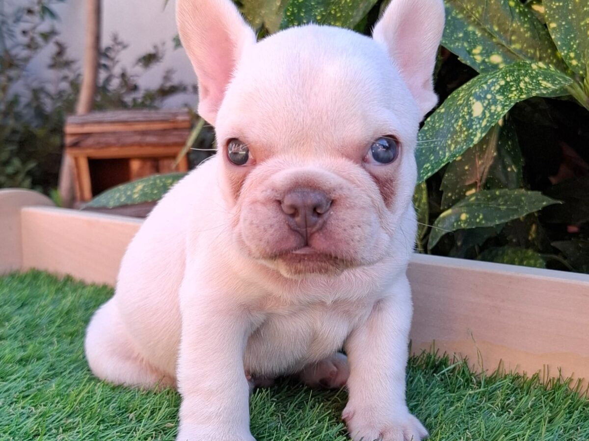 Bulldog Rescue Male French Bulldog Puppies For Sale French Bulldog