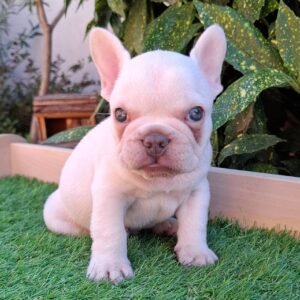Edison French Bulldog