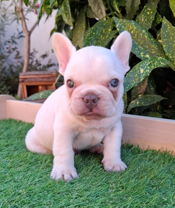 Edison French Bulldog