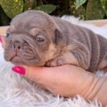 Joule French Bulldog