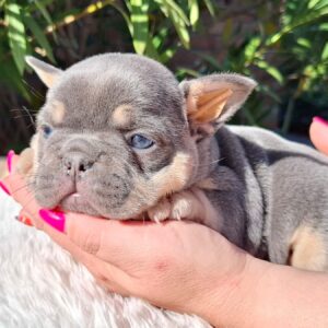 Edna French Bulldog