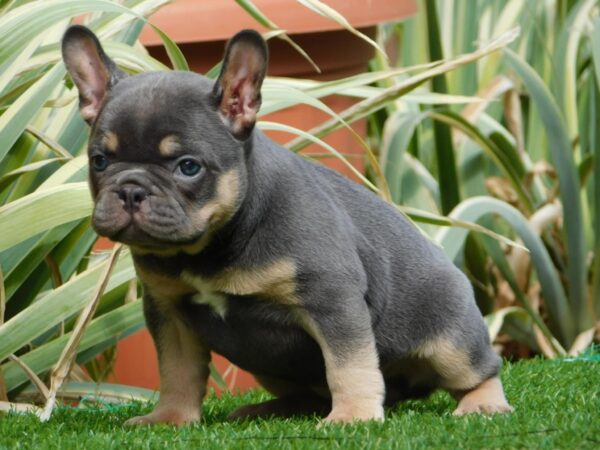Edna French Bulldog