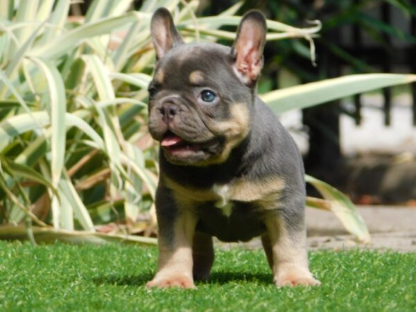 Edna French Bulldog