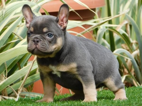 Edna French Bulldog