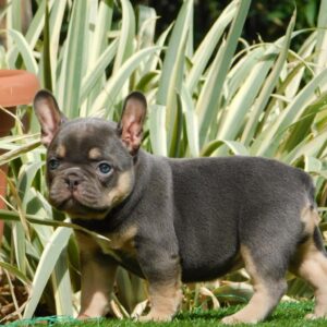 Edna French Bulldog