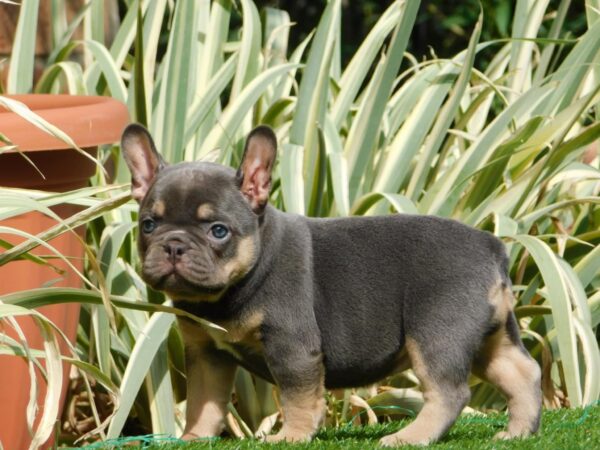 Edna French Bulldog