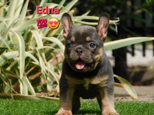 Edna French Bulldog