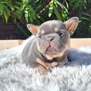 Edna French Bulldog