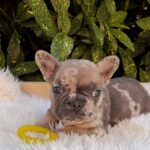 Edvin-male-French-Bulldog-puppy-for-sale-1 (1)