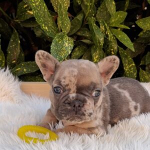 Edvin French Bulldog