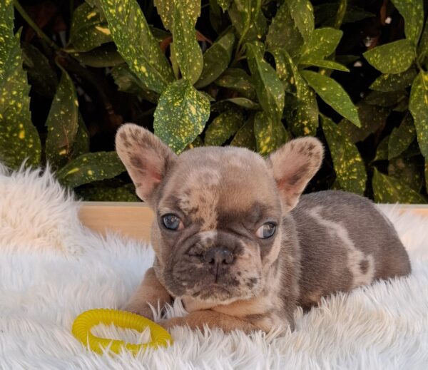 Edvin French Bulldog