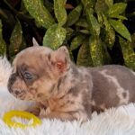Edvin-male-French-Bulldog-puppy-for-sale-1 (2)