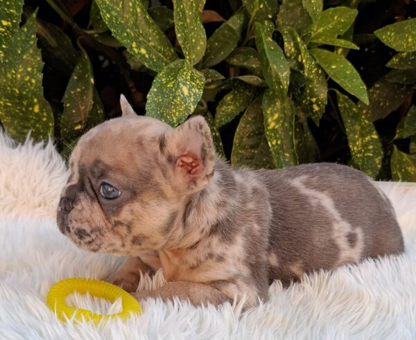 Edvin French Bulldog