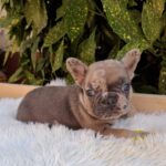 Edvin-male-French-Bulldog-puppy-for-sale-1 (3)
