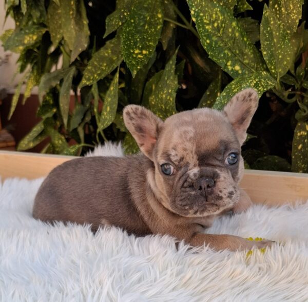 Edvin French Bulldog