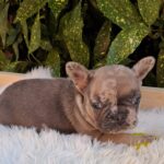 Edvin-male-French-Bulldog-puppy-for-sale-1 (4)