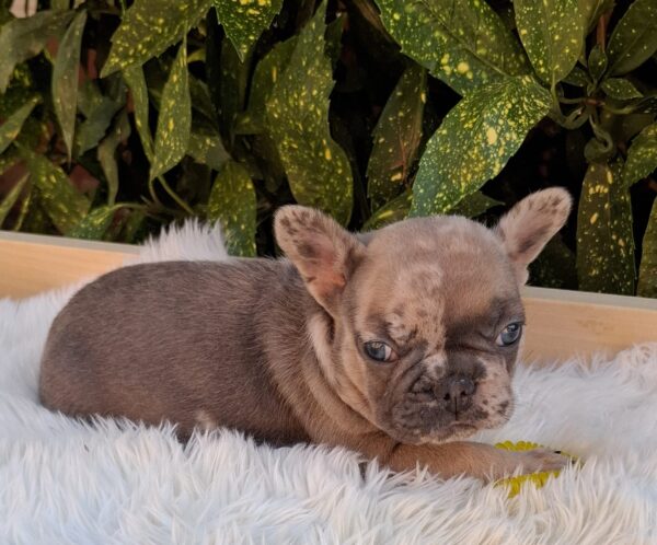 Edvin French Bulldog