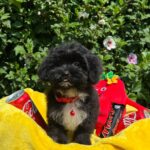 Elga-female-maltipoo-puppy-for-sale-1 (1)