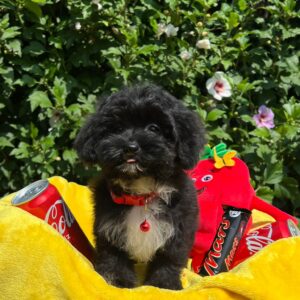 Elga Maltipoo