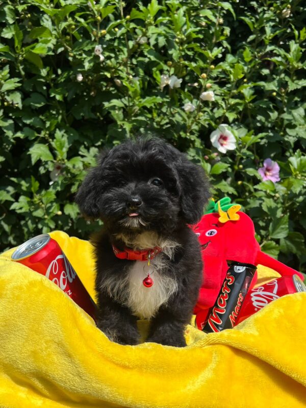 Elga Maltipoo