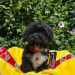 Elga-female-maltipoo-puppy-for-sale-1 (2)