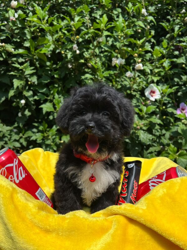 Elga Maltipoo