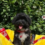 Elga-female-maltipoo-puppy-for-sale-1 (3)