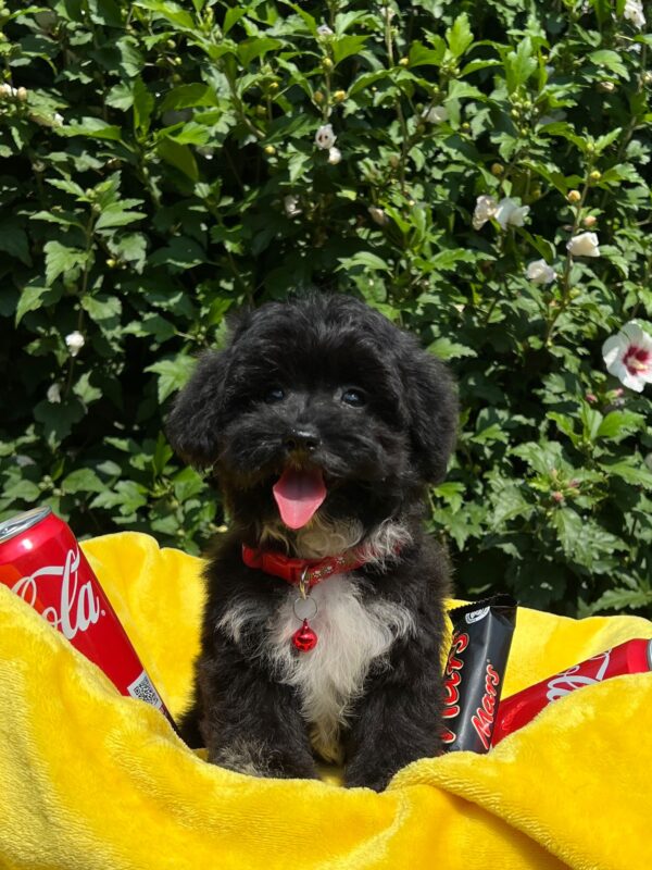 Elga Maltipoo