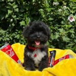 Missa Maltipoo