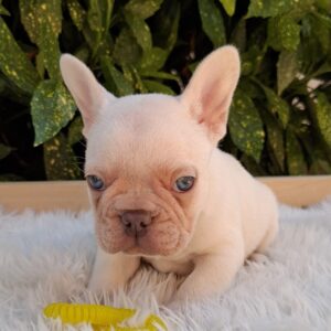 Eliot French Bulldog
