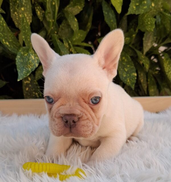 Eliot French Bulldog