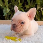 Eliot-male-French-Bulldog-puppy-for-sale-1 (2)