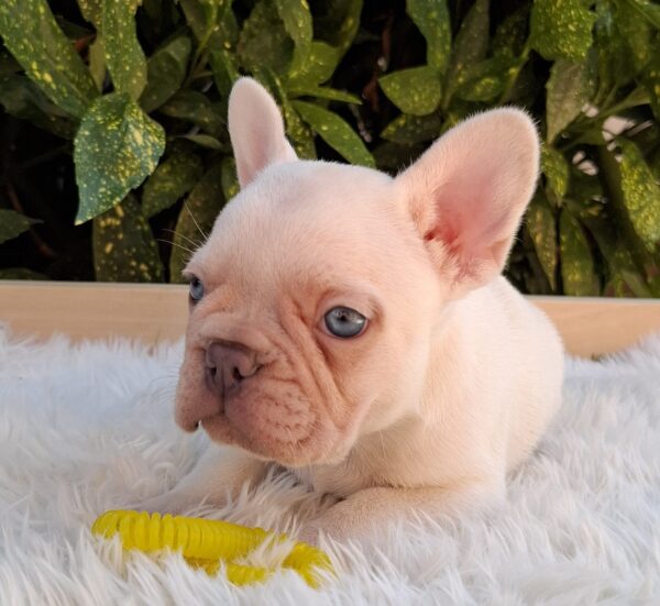 Eliot French Bulldog