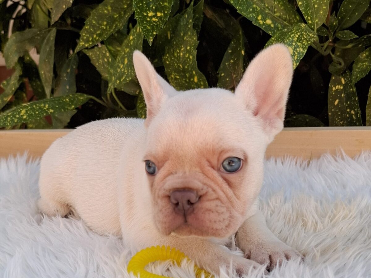 Bulldog Puppies White Cream French Bulldog White Cream French