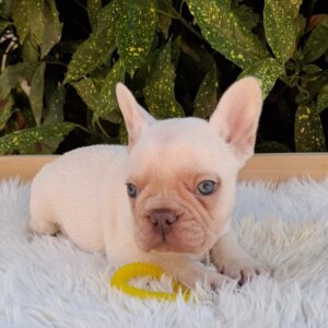 Eliot French Bulldog