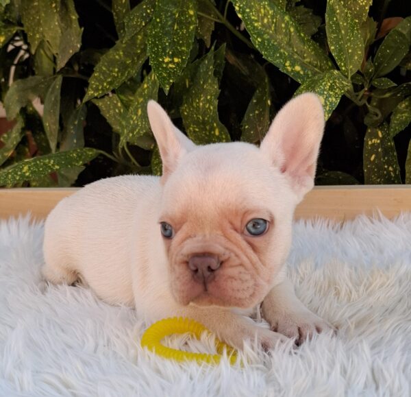 Eliot French Bulldog