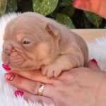 Ella-female-french-bulldog-puppy-for-sale-1 (1)
