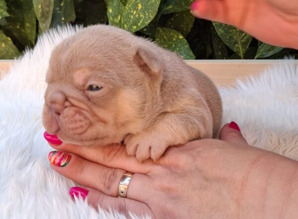 Ella French Bulldog